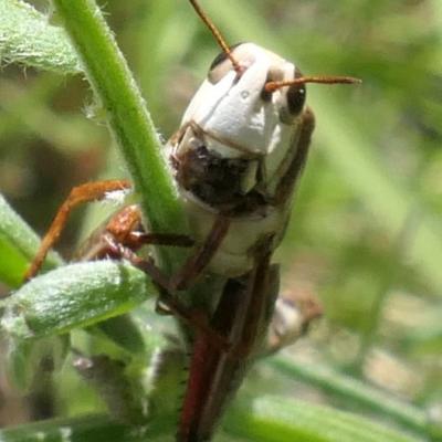 Insectes et fleurs