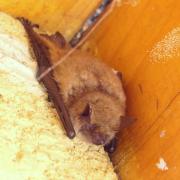 2024 vlux 2 074 1 pipistrelle