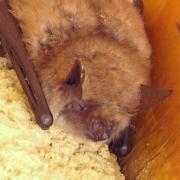 2024 vlux 2 074 2 pipistrelle