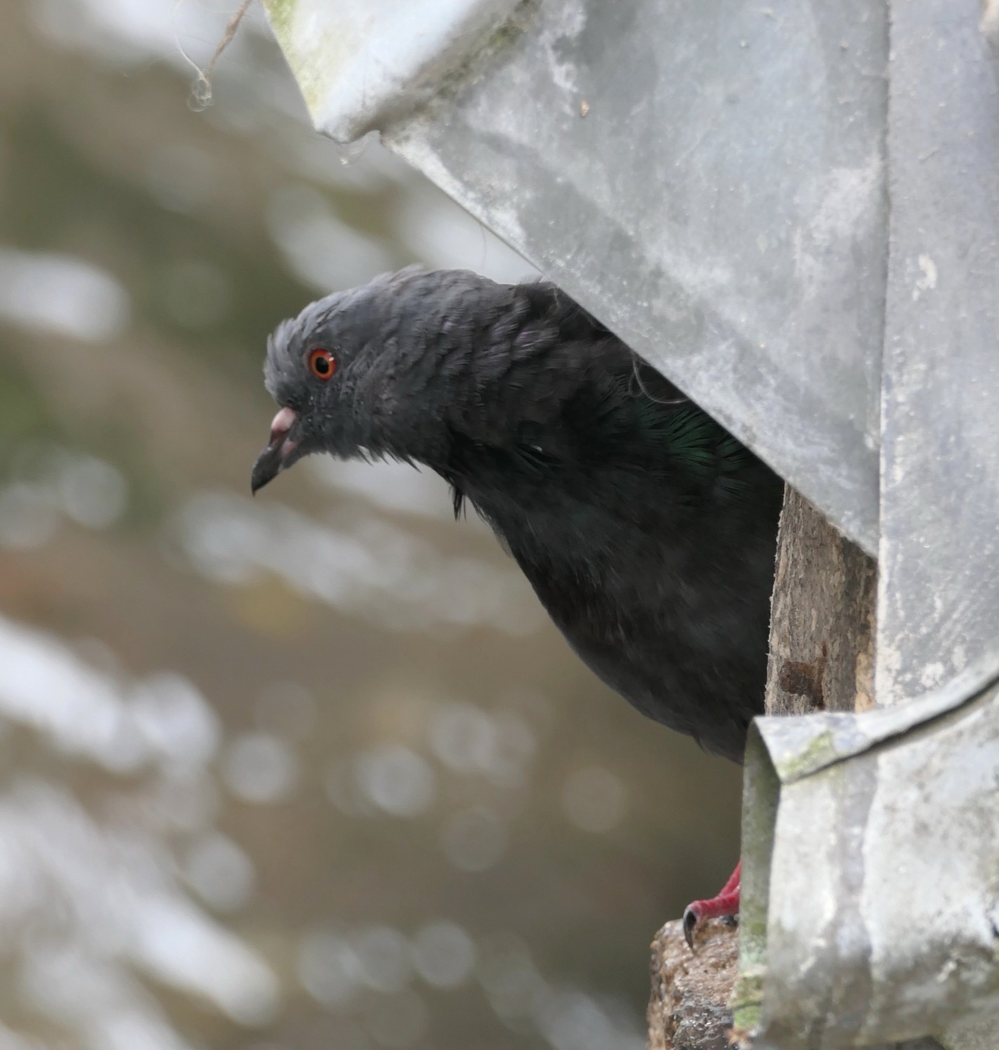 2024 vlux 2 228 1 oiseau pigeon 01